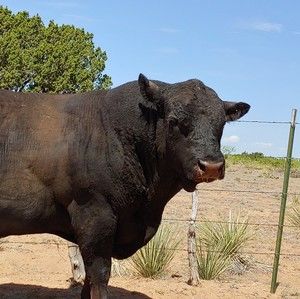 Meet your Posher, Ira